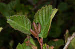 Green alder <BR>Mountain alder